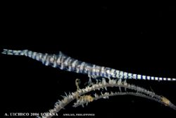 sawblade shrimp on black whip coral colony, taken with pa... by Adrien Uichico 